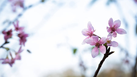 cherry blossoms during springの写真素材