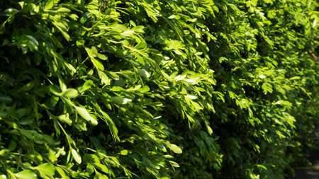 Wall of trees