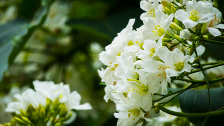 The Tung Blossomの写真素材