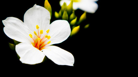 The Tung Blossomの写真素材