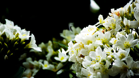 The Tung Blossomの写真素材