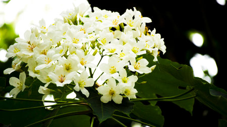 The Tung Blossomの写真素材