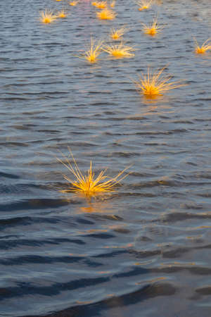 the Littoral Spinegrass on the beach