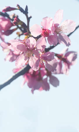 Beautiful cherry blossoms in the mountain