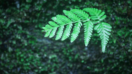 close-up of a growing weed