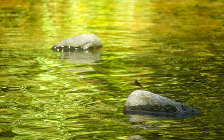 close-up of a wild dragonflyの写真素材
