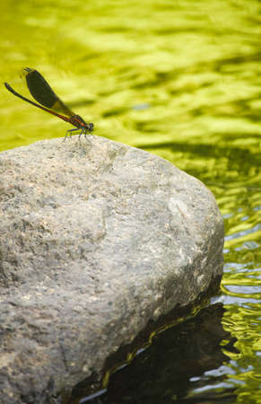 close-up of a wild dragonflyの写真素材