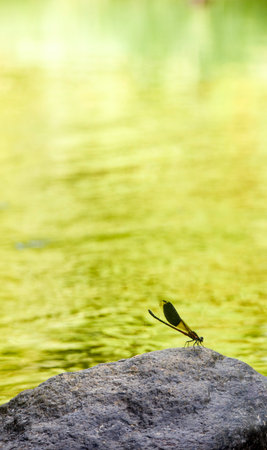 close-up of a wild dragonflyの写真素材