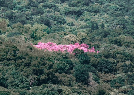 Pink azalea flowers blooming on the hill in the forestの写真素材
