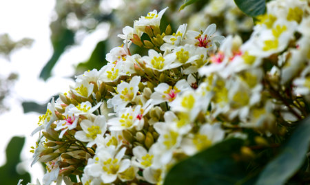 Tung flower in the hill in Taiwan. In May, the tung flower will bloom every year.