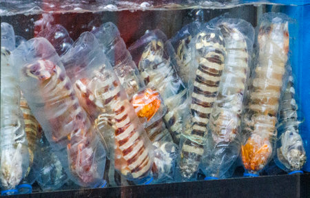 This photo shows a tank in a seafood store, filled with numerous bottles, each containing a mantis shrimp waiting to be chosen by customers.の写真素材