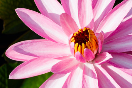 close-up of a lotus flowers with green leafの写真素材
