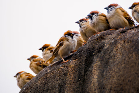 close-up of sparrows resting on a rock at dusk