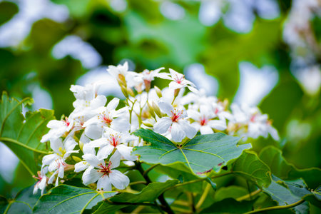 close-up of tung flowerの写真素材