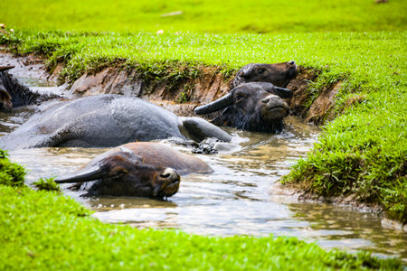 three water buffaloes are enjoying their time soaking in the waterの写真素材