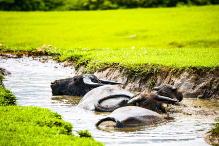 three water buffaloes are enjoying their time soaking in the waterの写真素材