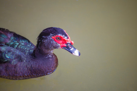 a Muscovy Duck swimming in a lakeの写真素材