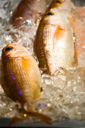 several silver-colored red seabreams on iceの写真素材