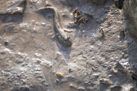 a mudskipper on a muddy ground