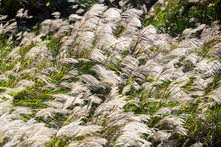 Endless fields of miscanthus sway in the win