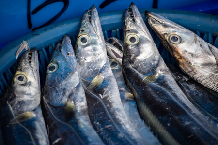a basket of fresh hairtail is neatly arrangedの写真素材