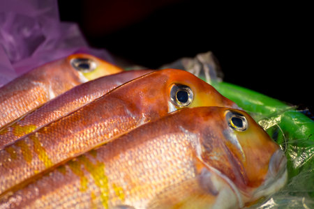 several fresh horse mackerels are neatly arrangedの写真素材