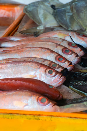 the distinctive appearance of the Alfonsino or Bullseye Fishの写真素材