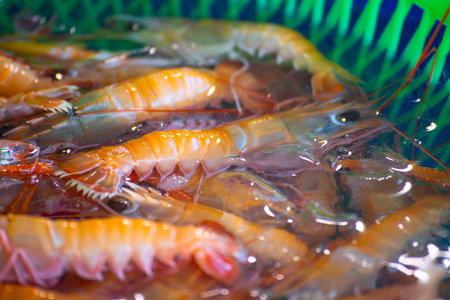 a close-up of Smooth Fan Lobsterの写真素材