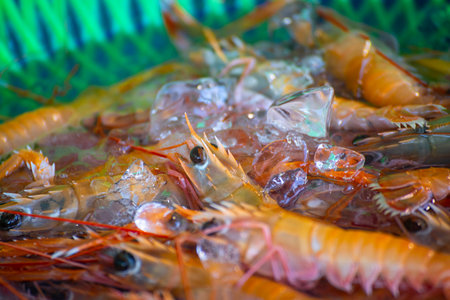 a close-up of Smooth Fan Lobsterの写真素材