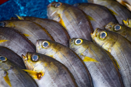 the distinctive features of the Chicken Gruntの写真素材