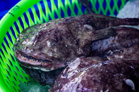 depicts the Anglerfish, a fish renowned for its bizarre appearance and deep-sea habitatの写真素材