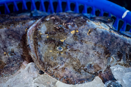 depicts the Anglerfish, a fish renowned for its appearance and deep-sea habitat