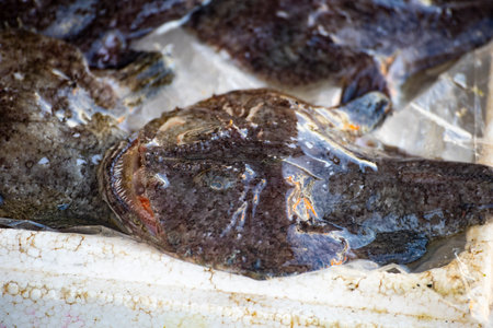 depicts the Anglerfish, a fish renowned for its appearance and deep-sea habitatの写真素材