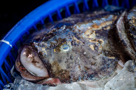 depicts the Anglerfish, a fish renowned for its deep-sea habitat