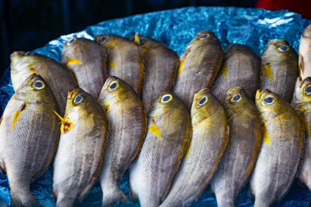 the distinctive features of the Chicken Gruntの写真素材