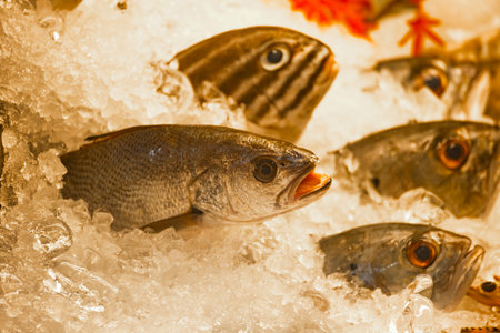 a close-up of fresh fish displayed in a bed of iceの写真素材