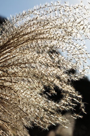 one of the most iconic plants of autumn: Silvergrass (Miscanthus)