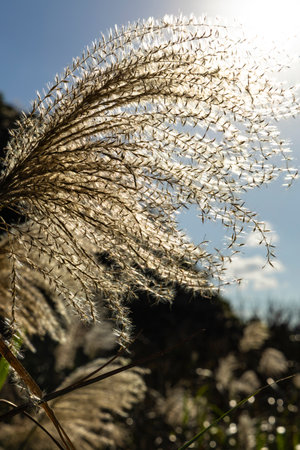 one of the most iconic plants of autumn: Silvergrass (Miscanthus)の写真素材