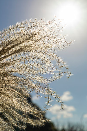 one of the most iconic plants of autumn: Silvergrass (Miscanthus)
