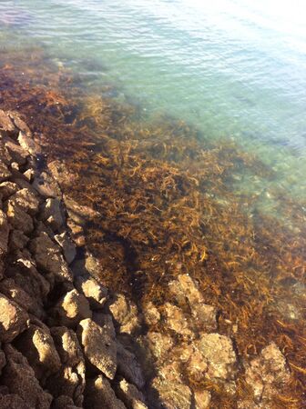  Seaweed in shallow waterの素材