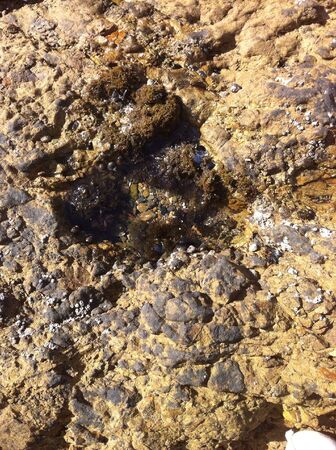Small rock pool as tide goes out at beachの素材