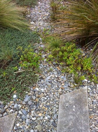 A Ground-cover plants border a narrow stone pathway narrow stone pathway の素材