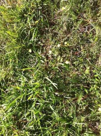 Coarse rough grass and weeds wild in a fieldの素材