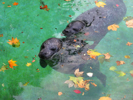 harbour seals with fallen leaves in green waterの写真素材