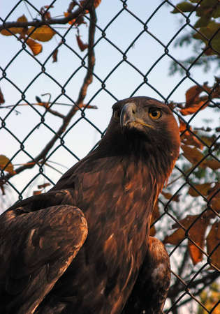 Eagle In Cage