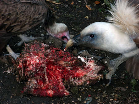 Vultures Eatingの写真素材