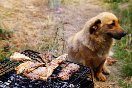 Dog waiting for lunch.の写真素材