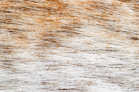 Fur Texture