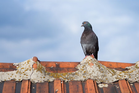 Dove on the roofの写真素材