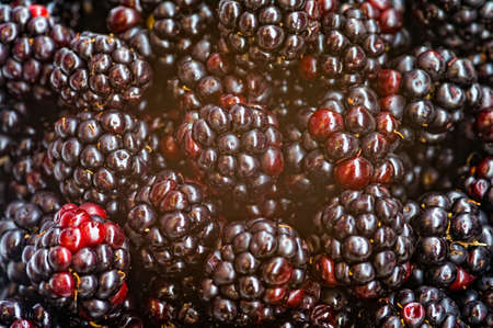 Blackberryの写真素材